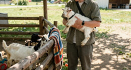 Baby Goats From A Traveling Petting Zoo Test Positive For Rabies